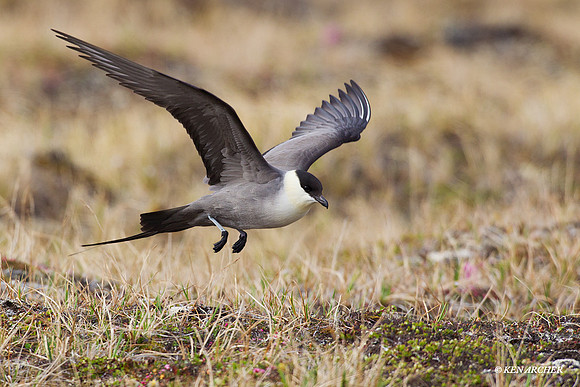 NMLJ00189 Long-tailed Jaeger