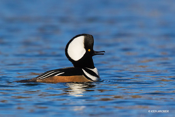 HDMR00651 Hooded Merganser
