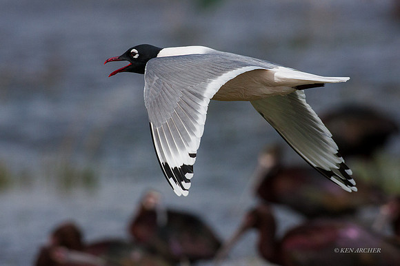 FNGL00098 - Franklin's Gull