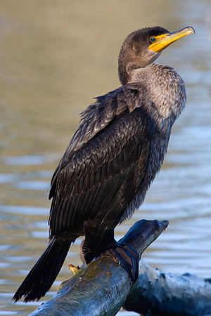 DCCT00091-Double-Crested-Cormorant