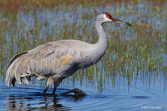 SHCR00664 Sandhill Crane