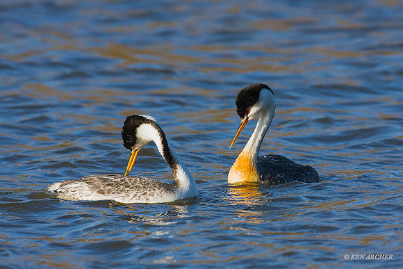 CLGR00361 - Clark's Grebe