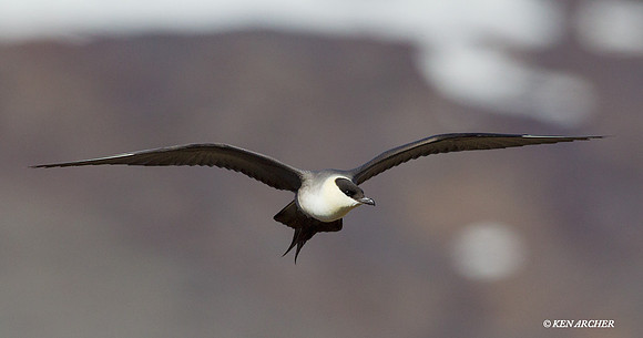 NMLJ00658 Long-tailed Jaeger