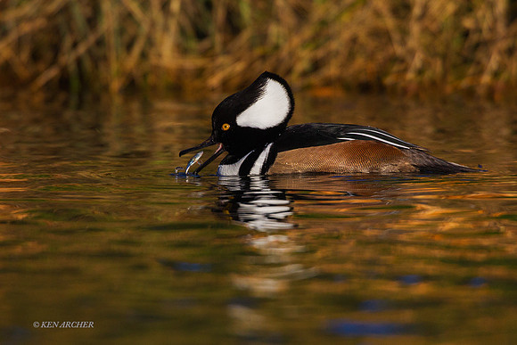 HDMR00565 - Hooded Merganser