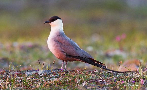 NMLJ01040 - Long-tailed Jaeger