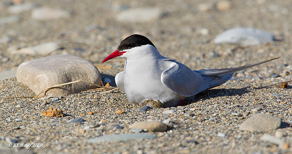 NMAT00230 Arctic Tern
