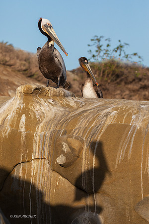 SDBP00491 - Brown Pelican