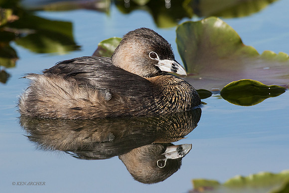 PBGR00252 - Pie-billed Grebe