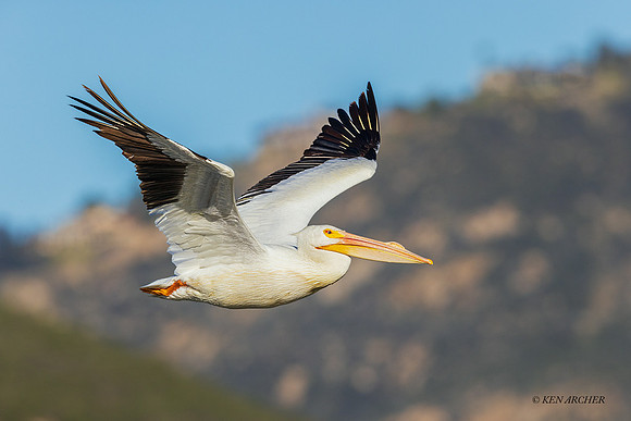 SDWP00091 - American White Pelican