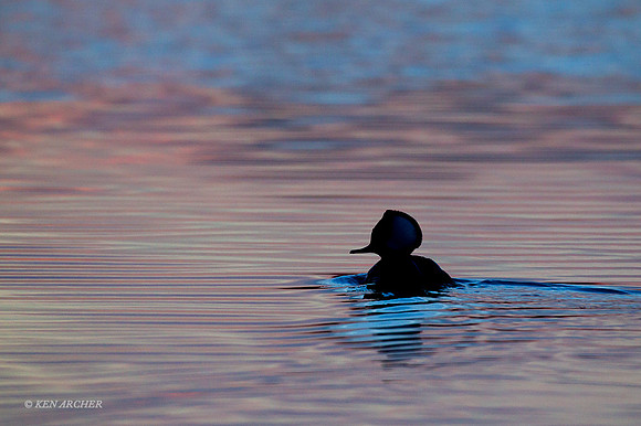 HDMR00373 Hooded Merganser