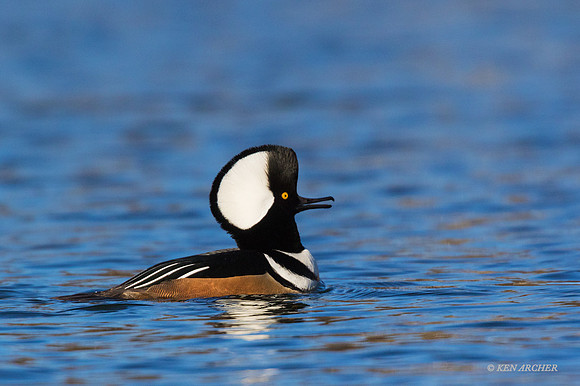 HDMR00651 Hooded Merganser
