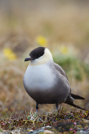 NMLJ00282 Long-tailed Jaeger