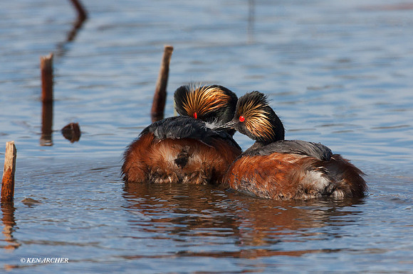 EDGB00048 - Eared Grebe