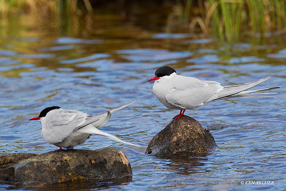 Arctic Tern Pair- NMAT00120