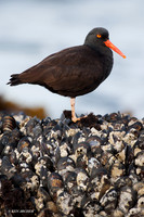 BKOC00047 Black Oyster Catcher