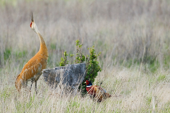 SHCR00015-Sandhill-Crane