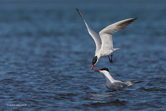 CNTN00285 - Caspian Tern