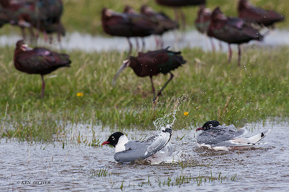 FNGL00146 - Franklin's Gull