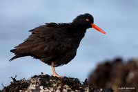 BKOC00015 Black Oyster Catcher