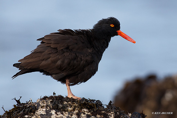BKOC00015 Black Oyster Catcher
