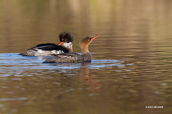 NMRR00254 - Red-breasted Merganser