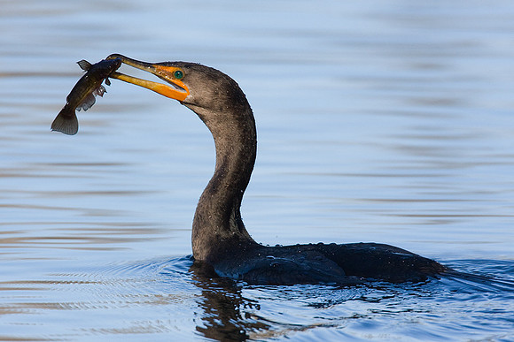 DCCT00108-Double-Crested-Cormorant