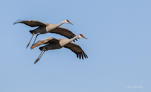 TXSC00133 - Sandhill Crane (lesser)