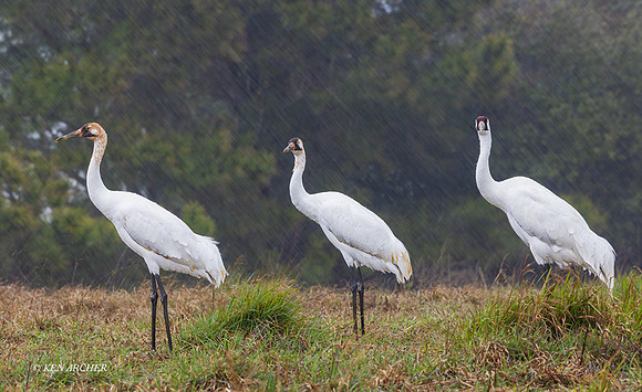 TXWC00406 - Whooping Crane