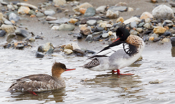 NMRR00087 Red-breasted Merganser