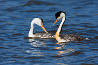 CLGR00003 - Clark's Grebe