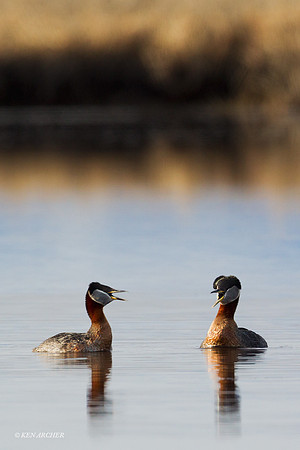 NMRG00017 Red-necked Grebe