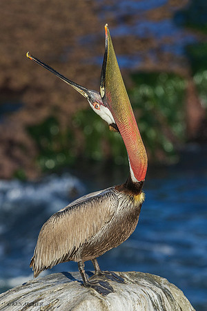 SDBP00780_Brown Pelican