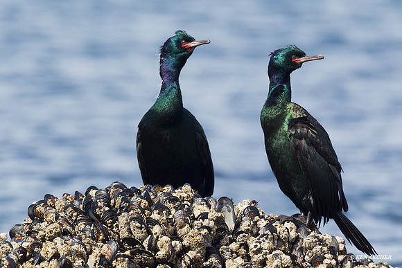 PLCT00086 Pelagic Cormorant
