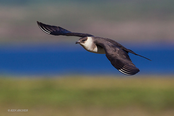 NMPJ00069  - Parasitic Jaeger