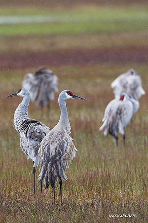 SHCR00417 Sandhill Crane