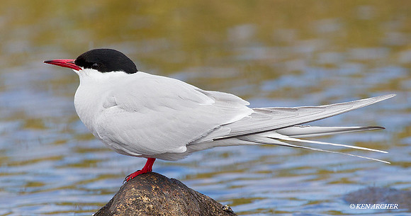 NMAT00168 Arctic Tern