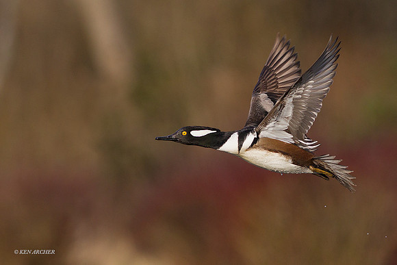 HDMR00381 Hooded Merganser