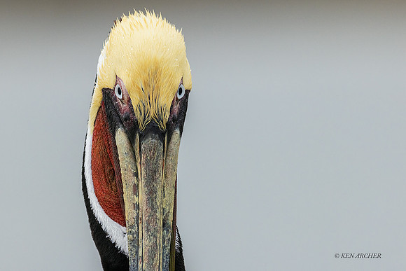 TXBP00031h - Brown Pelican