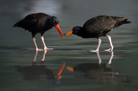 BKOC347739 Black Oyster Catchers