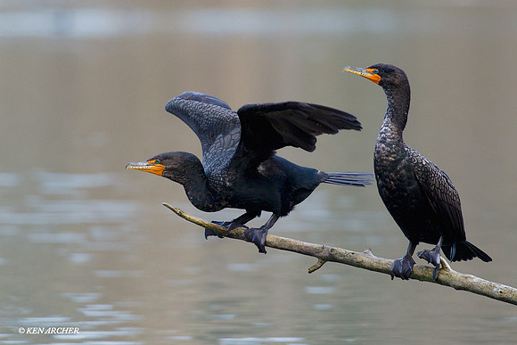 DCCT00236 Double-crested Cormorant