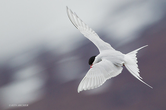 NMAT00402 - Arctic Tern