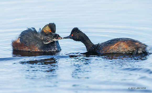 EDGR00730 - Eared Grebe