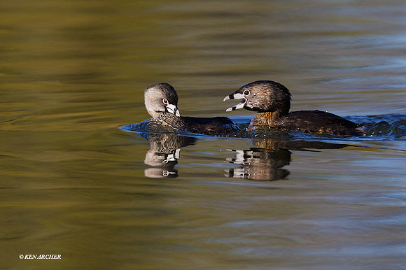 PBGR00169 - Pie-billed Grebe