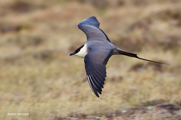 NMLJ00039 Long-tailed Jaeger