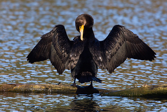 DCCT00098-Double-Crested-Cormorant