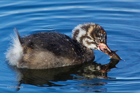 PBGR00214 - Pie-billed Geese