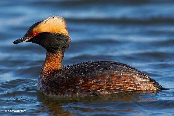 HNGR00002 Horned Grebe