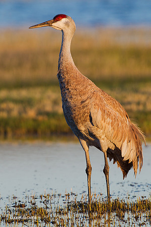 SHCR00703 Sandhill Crane