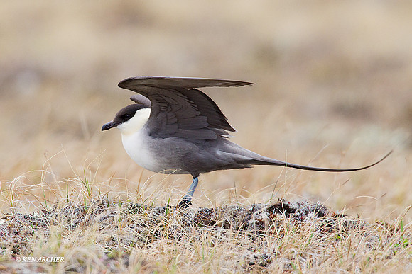 NMLJ00149 Long-tailed Jaeger