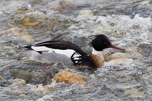 NMRR00130 Red-breasted Merganser